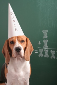 dog-with-dunce-cap-on