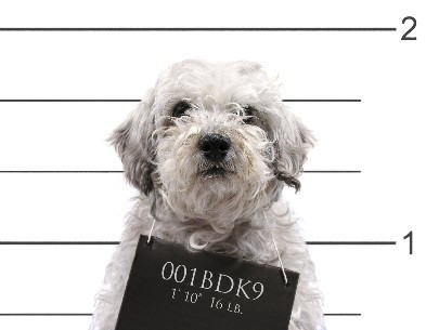 jailhouse-dog